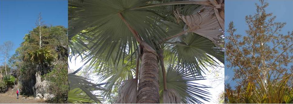 Tahina spectabilis Tahina spectabilis